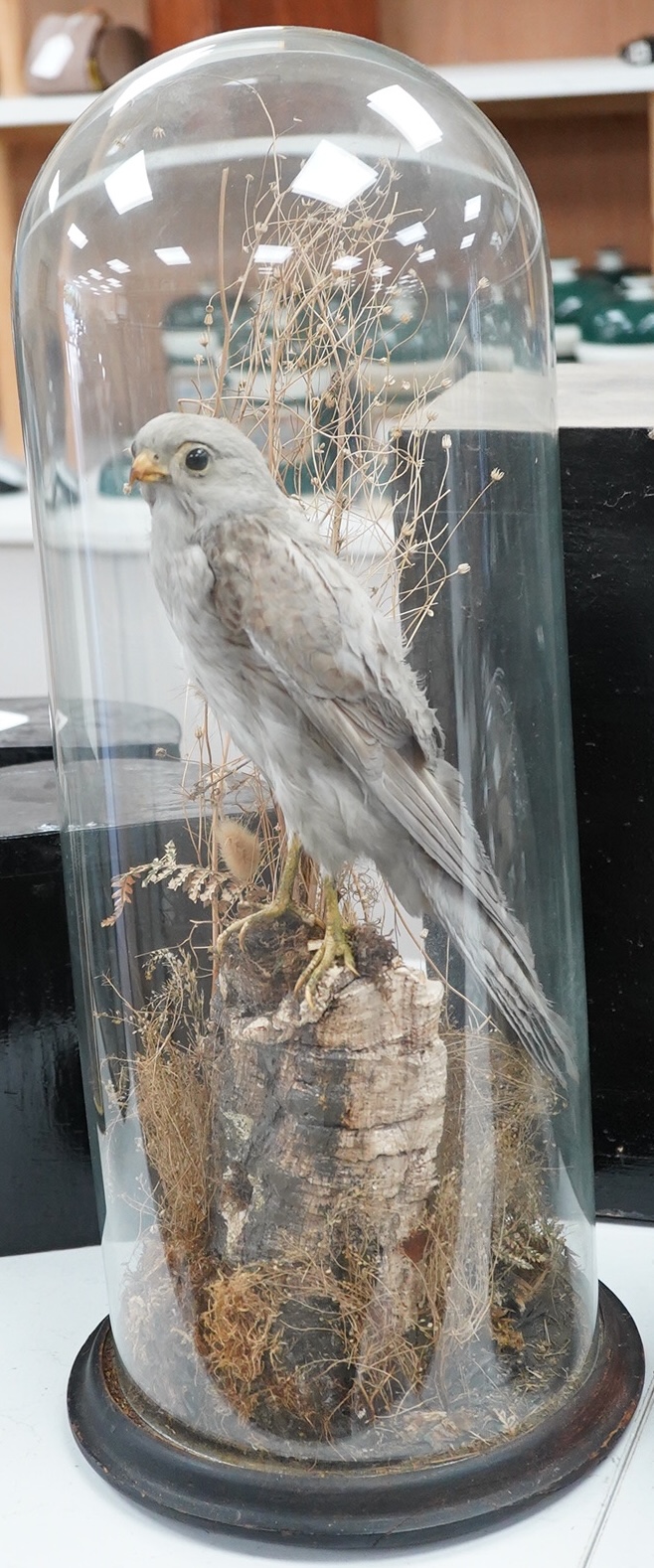 An early 20th century taxidermy kestrel under a glass dome, 56cm high
